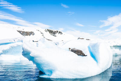 Weddell seal laying on an iceberg